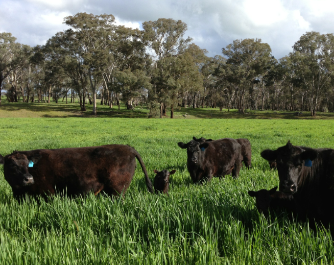 Cows and Calves enjoying the fast growing oats on a farm on Cargo Rd