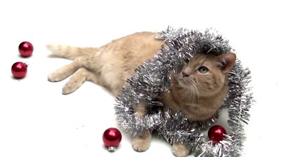 stock-footage-cat-wrapped-in-holiday-tinsel-isolated-on-white-v
