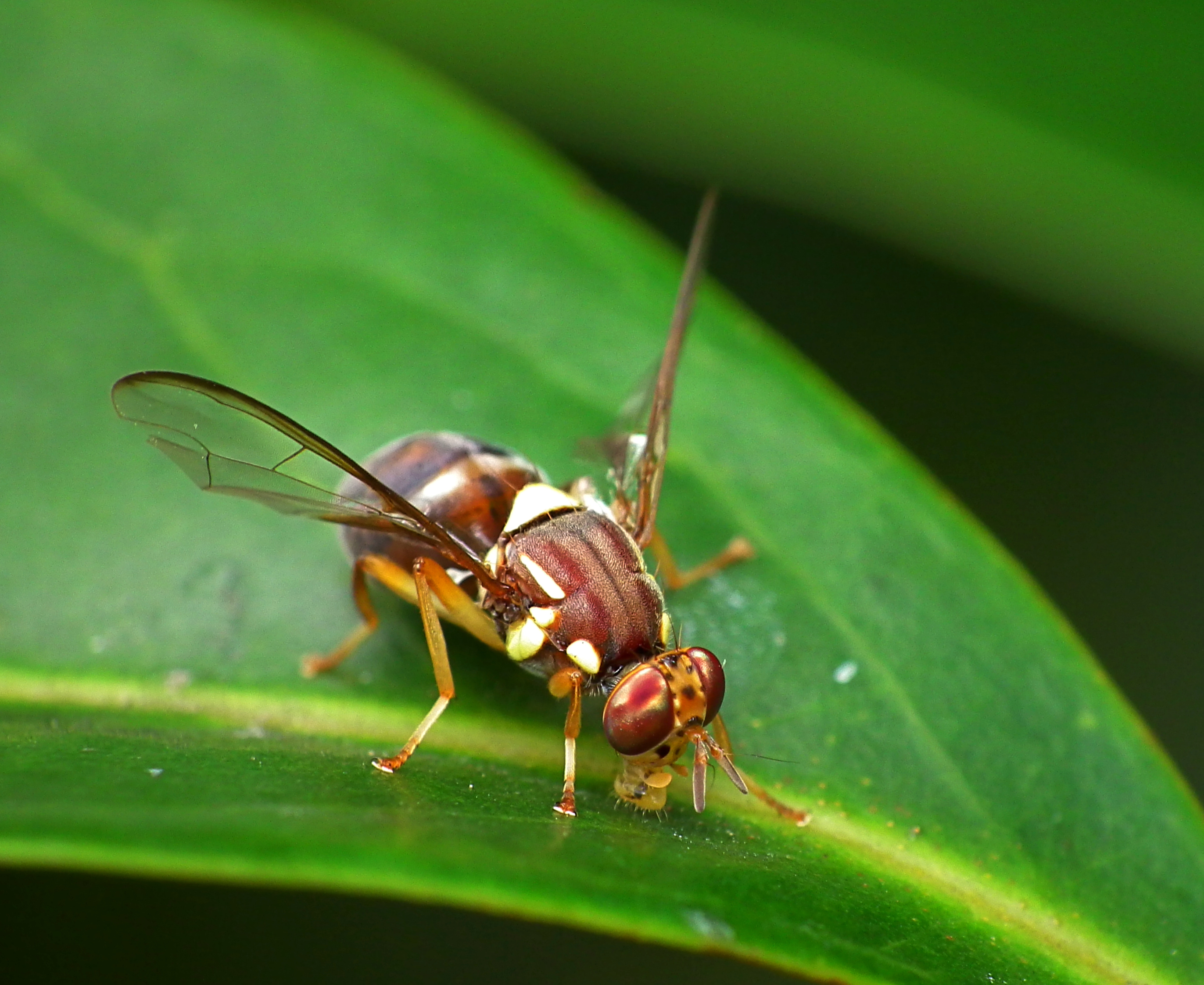 Queensland_Fruit_Fly_-_Bactrocera_tryoni