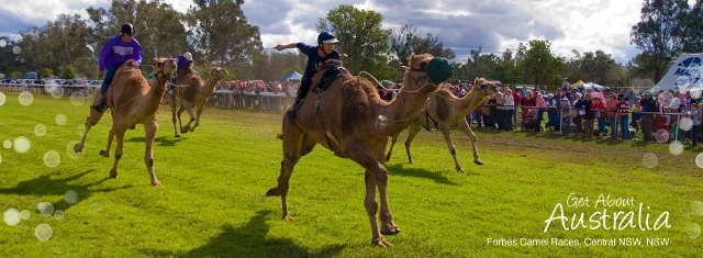 ForbesCamelRaces