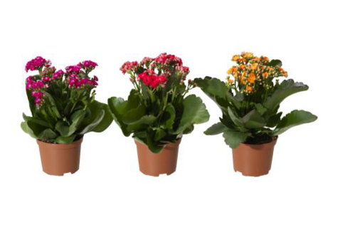 kalanchoe-calandiva-potted-plant