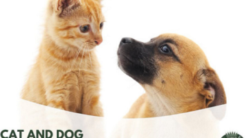 Contact Council for your free animal de-sexing voucher.