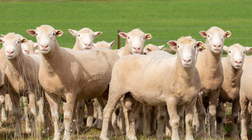 The Goonigal Poll Dorsets 11th Annual Ram Sale is at the Canowindra Showground on Friday 11 September.
