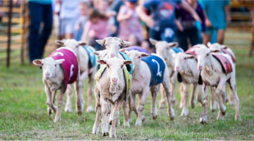 Enjoy a fun family day out at the 2026 Caragabal Sheep Races. Image credit: Stuart Walmsley.