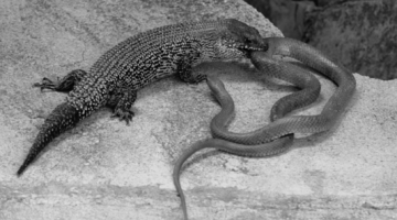 Reptilian Encounter by Richard Swansborough.