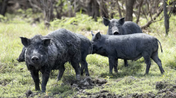 Feral pig activity causes significant damage to grazing land, fences and waterways.